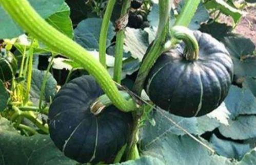 网红小视频吃瓜最新网站,热门事件一网打尽  第3张